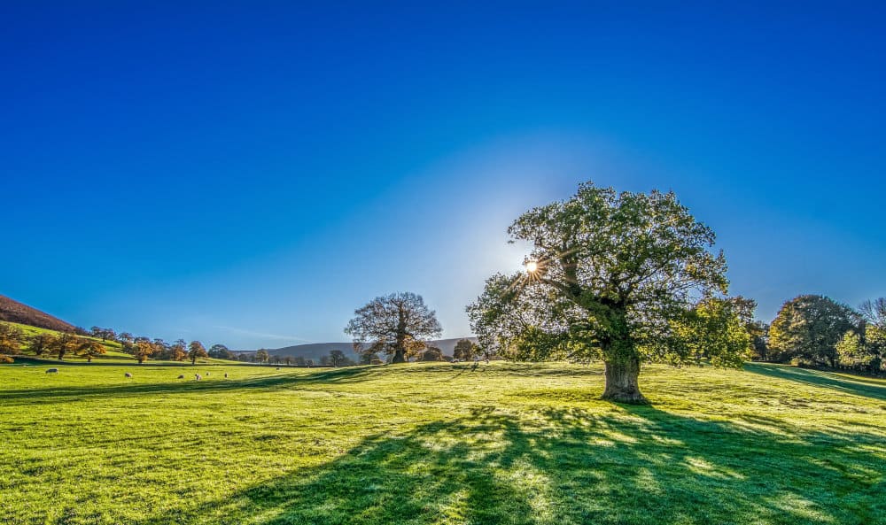 tree-2916763_1000