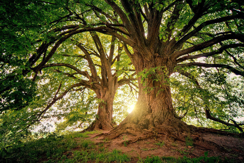 trees-3822149_800